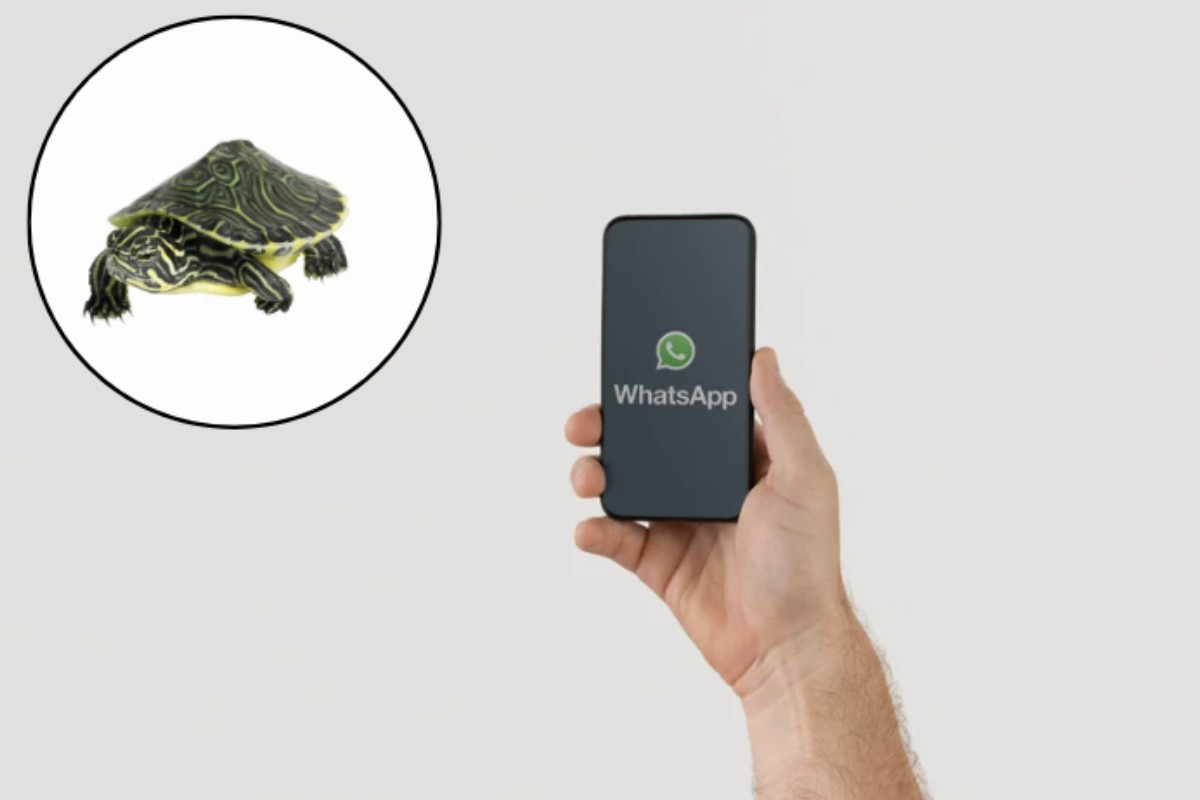 Tra le novità più interessanti, spicca la “modalità tartaruga”, una funzionalità che sta rapidamente conquistando gli utenti per il suo valore